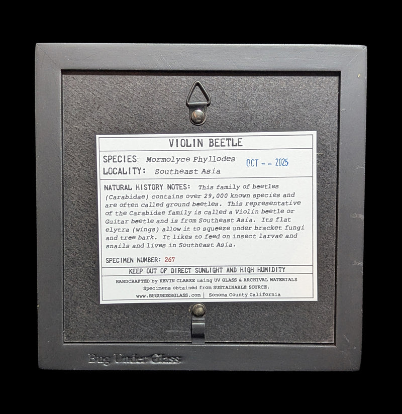 Framed Violin Beetle-Insects-Bug Under Glass-PaxtonGate