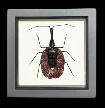 Framed Violin Beetle-Insects-Bug Under Glass-PaxtonGate