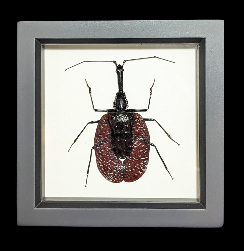 Framed Violin Beetle-Insects-Bug Under Glass-PaxtonGate