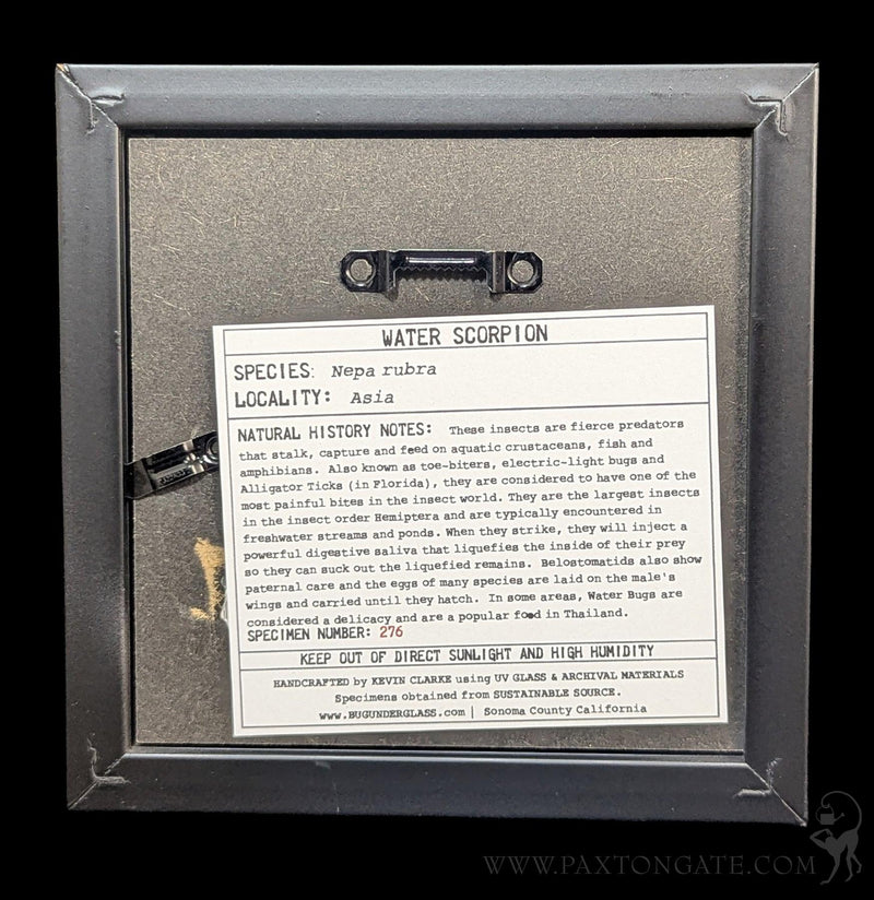Framed Giant Water Scorpion For Sale | Paxton Gate