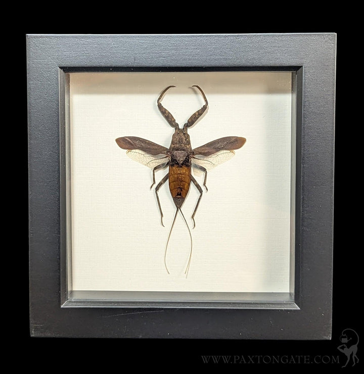 Malaysia Giant Scorpion 標本 木製フレーム Framed Giant Water Scorpion For Sale | Paxton Gate