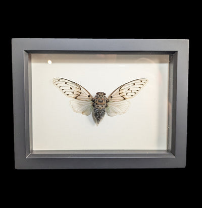 Framed Ghost Cicada-Insects-Bug Under Glass-PaxtonGate