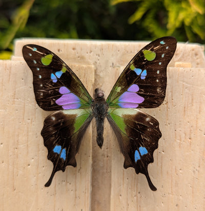 Insect Spreading Class: Purple Spotted Butterfly-Workshop-Paxton Gate-PaxtonGate