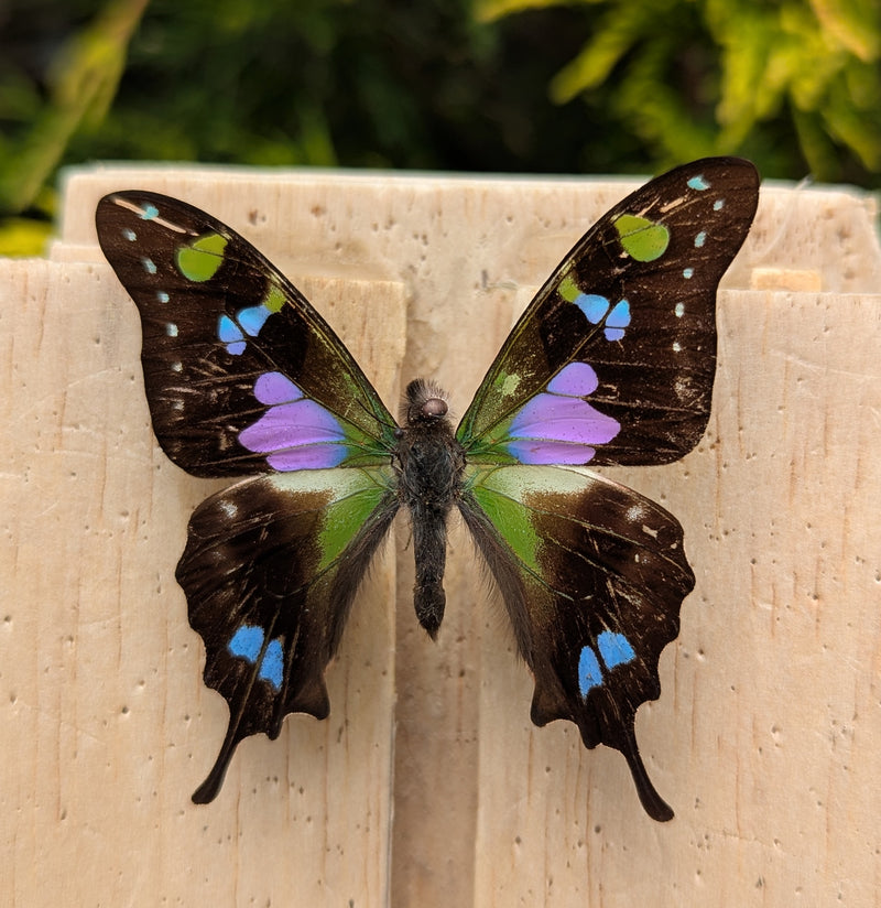Insect Spreading Class: Purple Spotted Butterfly-Workshop-Paxton Gate-PaxtonGate