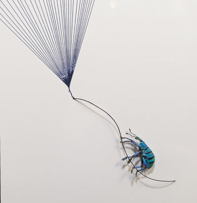 Beetle parachute Flight Diorama-Insects-Bug Under Glass-PaxtonGate
