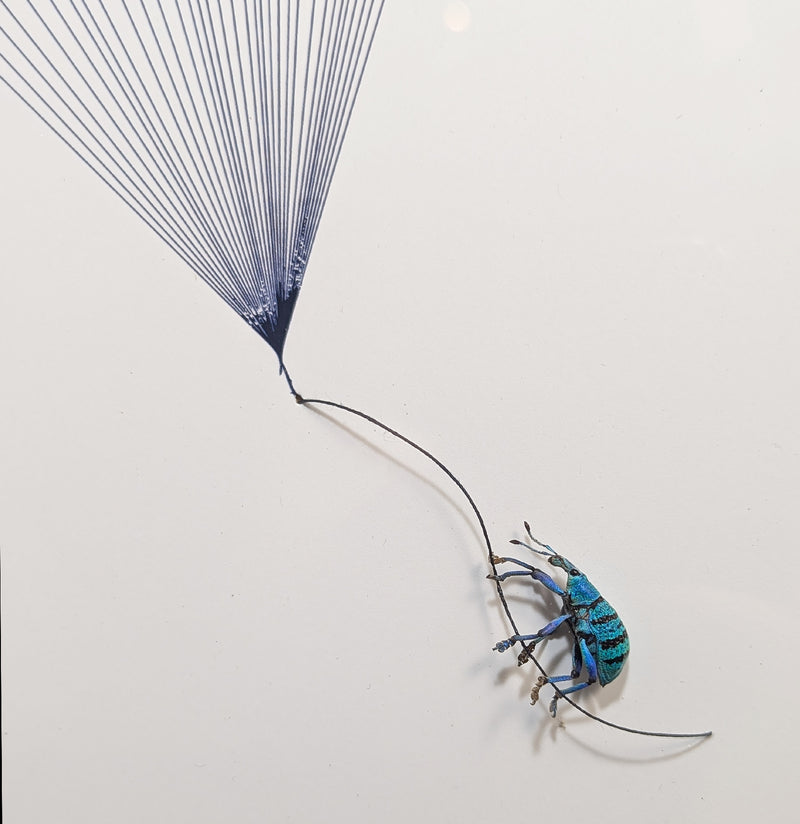 Beetle parachute Flight Diorama-Insects-Bug Under Glass-PaxtonGate