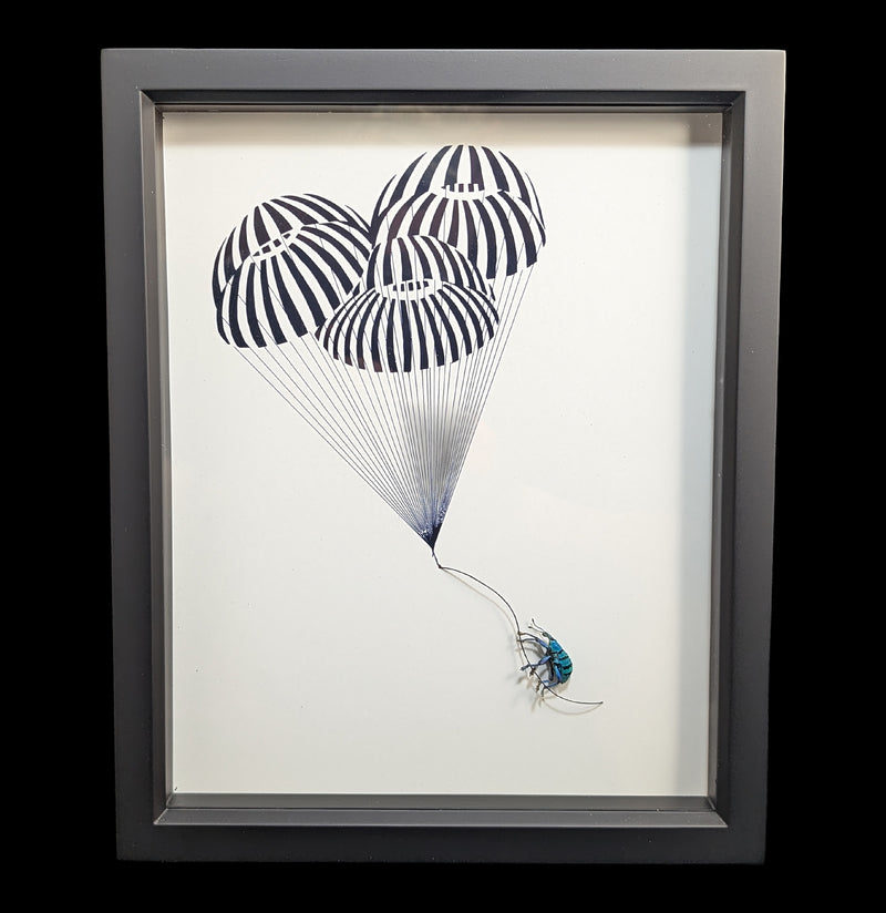 Beetle parachute Flight Diorama-Insects-Bug Under Glass-PaxtonGate