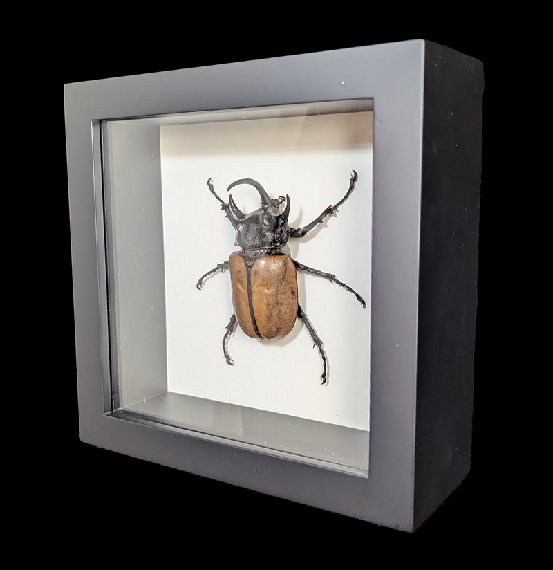 Framed Rhino Beetle-Insects-Bug Under Glass-PaxtonGate