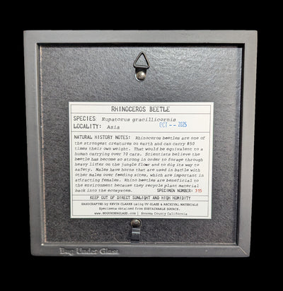 Framed Rhino Beetle-Insects-Bug Under Glass-PaxtonGate