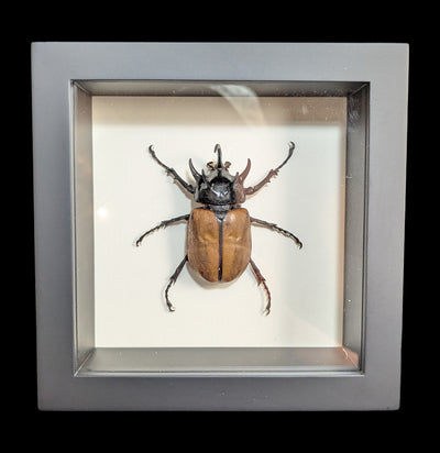 Framed Rhino Beetle-Insects-Bug Under Glass-PaxtonGate