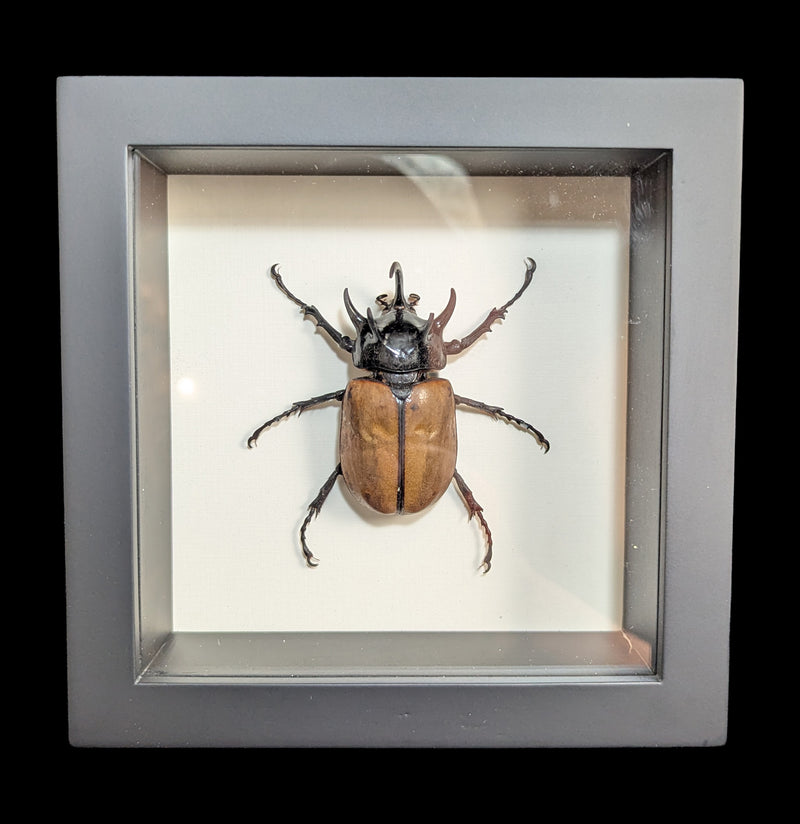Framed Rhino Beetle-Insects-Bug Under Glass-PaxtonGate