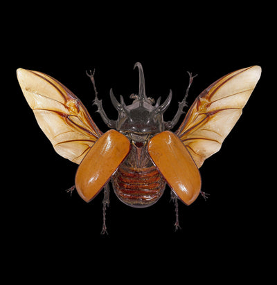 Insect Spreading Class: Five Horned Rhinoceros Beetle-Workshop-Paxton Gate-PaxtonGate