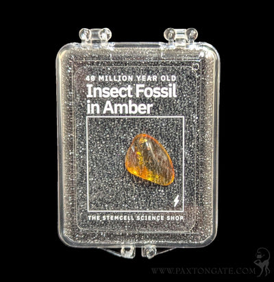 Fossilized Insect in Amber-Fossils-Stemcell Science Shop-PaxtonGate
