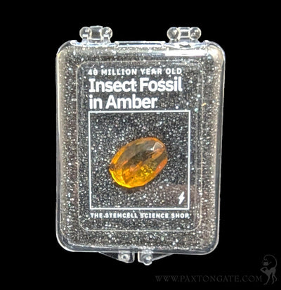 Fossilized Insect in Amber-Fossils-Stemcell Science Shop-PaxtonGate