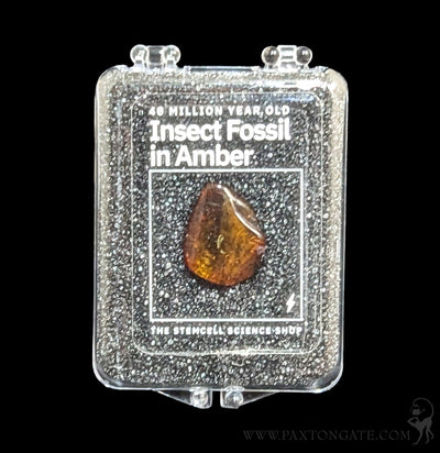 Fossilized Insect in Amber-Fossils-Stemcell Science Shop-PaxtonGate
