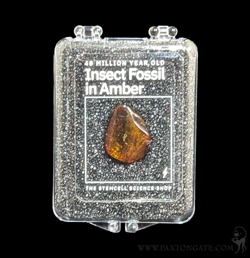 Fossilized Insect in Amber-Fossils-Stemcell Science Shop-PaxtonGate