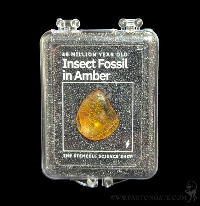 Fossilized Insect in Amber-Fossils-Stemcell Science Shop-PaxtonGate