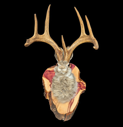 Jackalope Taxidermy Shoulder Mount-Taxidermy-Midwest Taxidermy-PaxtonGate