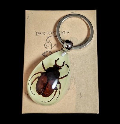 Glow in the Dark Antler Stag Beetle Keychain-Insects-Real Insect Company-PaxtonGate