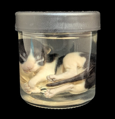 Kitten Wet Specimen A-WetSpecimn-Courtney Parker-PaxtonGate