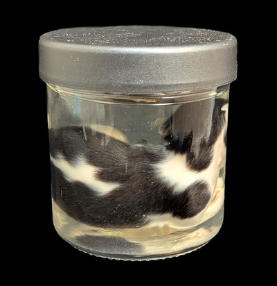 Kitten Wet Specimen A-WetSpecimn-Courtney Parker-PaxtonGate