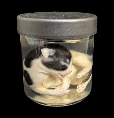 Kitten Wet Specimen A-WetSpecimn-Courtney Parker-PaxtonGate