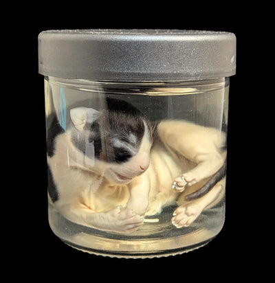 Kitten Wet Specimen A-WetSpecimn-Courtney Parker-PaxtonGate