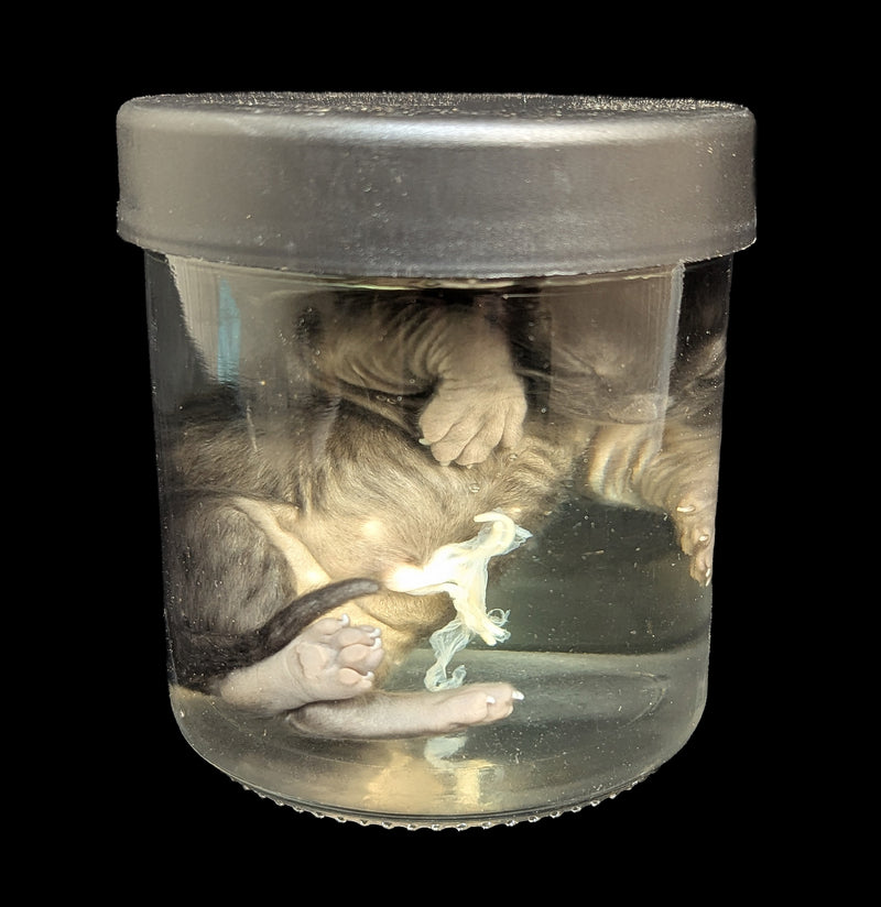 Kitten Wet Specimen B-WetSpecimn-Courtney Parker-PaxtonGate