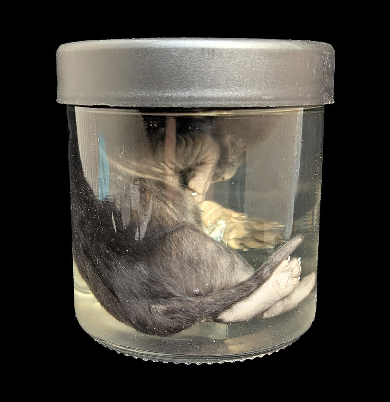Kitten Wet Specimen B-WetSpecimn-Courtney Parker-PaxtonGate