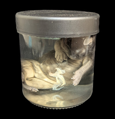 Kitten Wet Specimen B-WetSpecimn-Courtney Parker-PaxtonGate