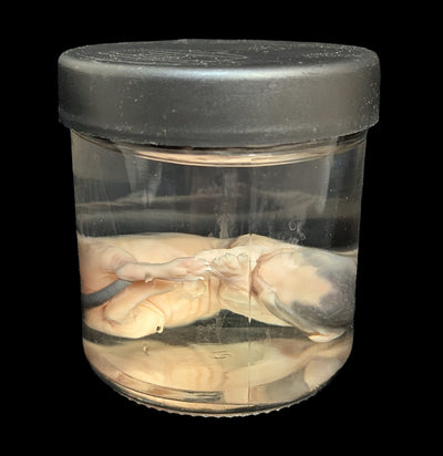 Kitten Wet Specimen D-WetSpecimn-Courtney Parker-PaxtonGate