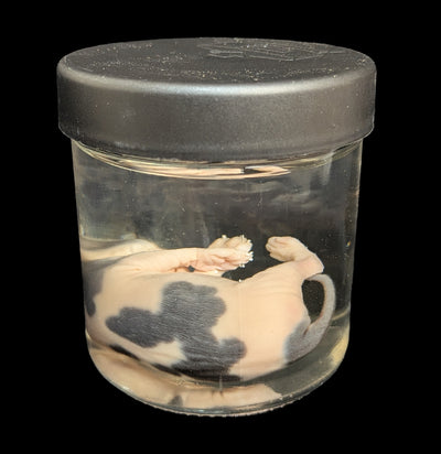 Kitten Wet Specimen D-WetSpecimn-Courtney Parker-PaxtonGate