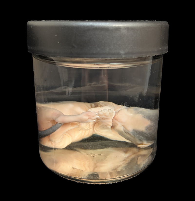 Kitten Wet Specimen D-WetSpecimn-Courtney Parker-PaxtonGate