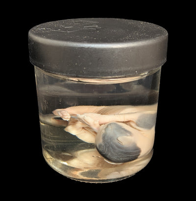 Kitten Wet Specimen D-WetSpecimn-Courtney Parker-PaxtonGate