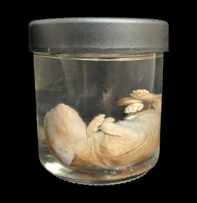 Kitten Wet Specimen E-WetSpecimn-Courtney Parker-PaxtonGate