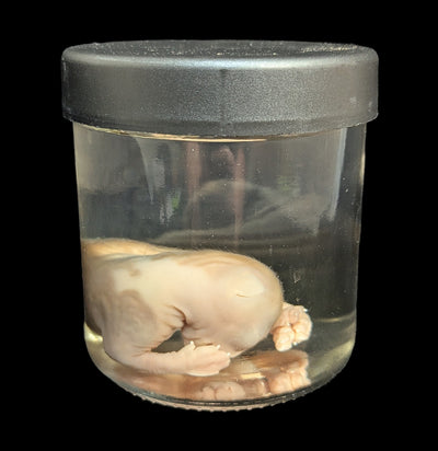 Kitten Wet Specimen G-WetSpecimn-Courtney Parker-PaxtonGate