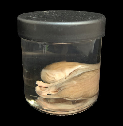 Kitten Wet Specimen G-WetSpecimn-Courtney Parker-PaxtonGate
