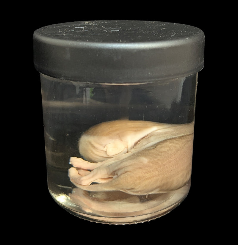 Kitten Wet Specimen G-WetSpecimn-Courtney Parker-PaxtonGate