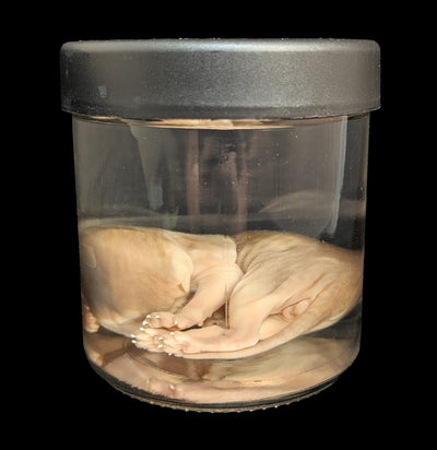 Kitten Wet Specimen G-WetSpecimn-Courtney Parker-PaxtonGate