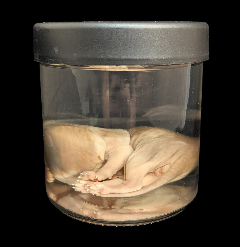 Kitten Wet Specimen G-WetSpecimn-Courtney Parker-PaxtonGate