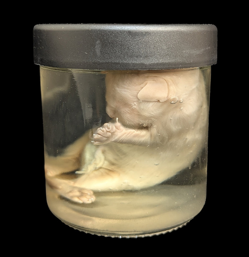 Kitten Wet Specimen H-WetSpecimn-Courtney Parker-PaxtonGate