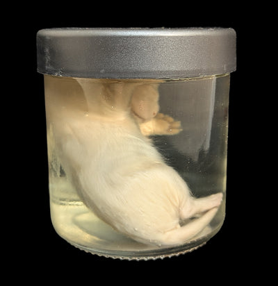 Kitten Wet Specimen H-WetSpecimn-Courtney Parker-PaxtonGate