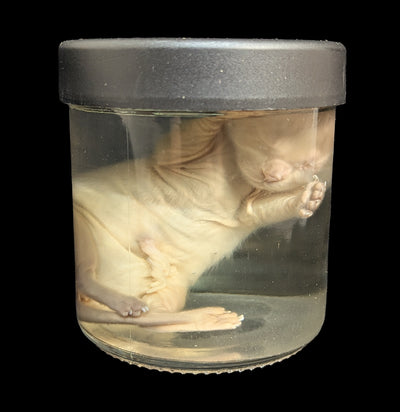Kitten Wet Specimen H-WetSpecimn-Courtney Parker-PaxtonGate