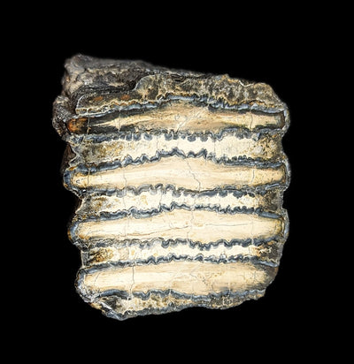 Polished Mammoth Tooth Chunk Specimen H-Fossils-Fossils Online-PaxtonGate