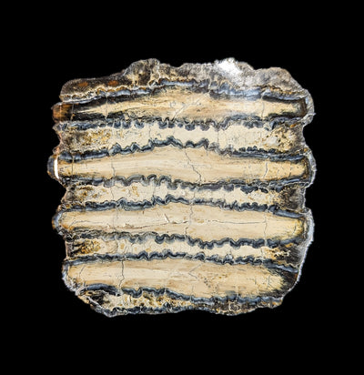 Polished Mammoth Tooth Chunk Specimen I-Fossils-Fossils Online-PaxtonGate