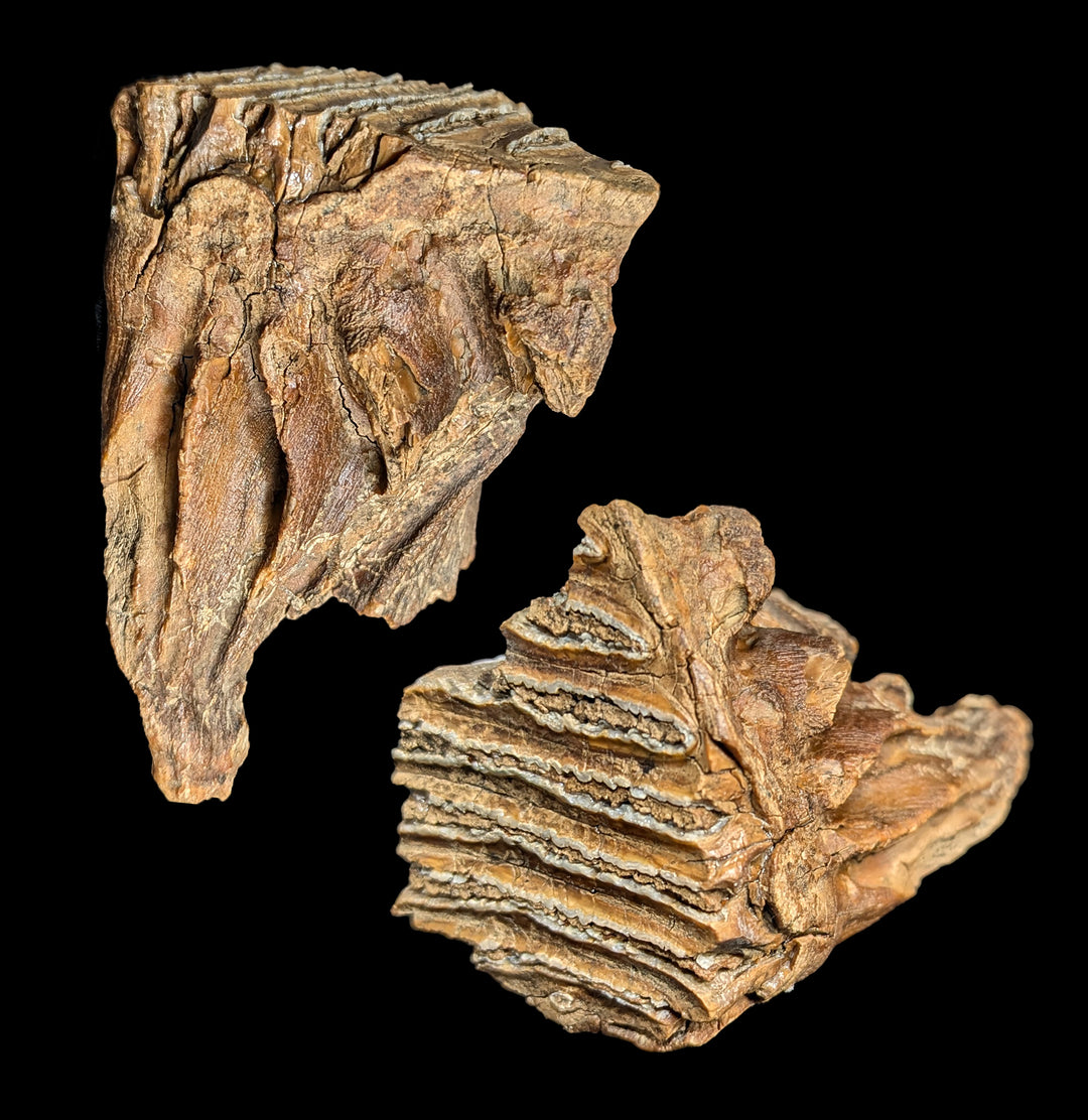 Fossilized Woolly Mammoth Spit Tooth For Sale | Paxton Gate