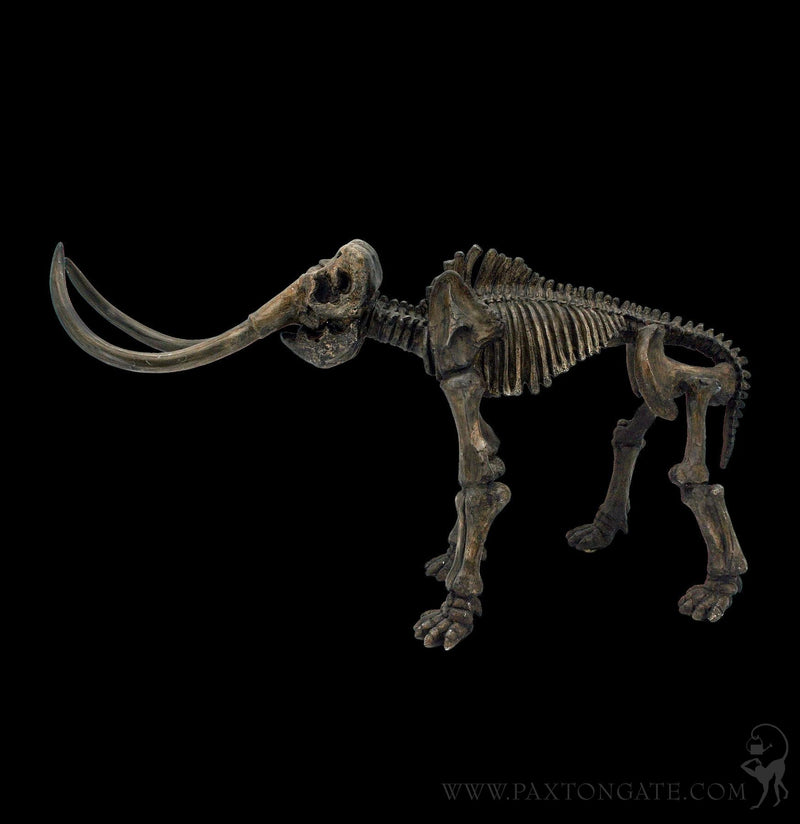 Elephant Dinosaur Fossil Replica-Decor-Modern World-PaxtonGate