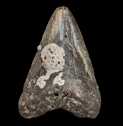Megalodon Tooth with Coral Specimen #30-Fossils-Lowcountry Geologic-PaxtonGate