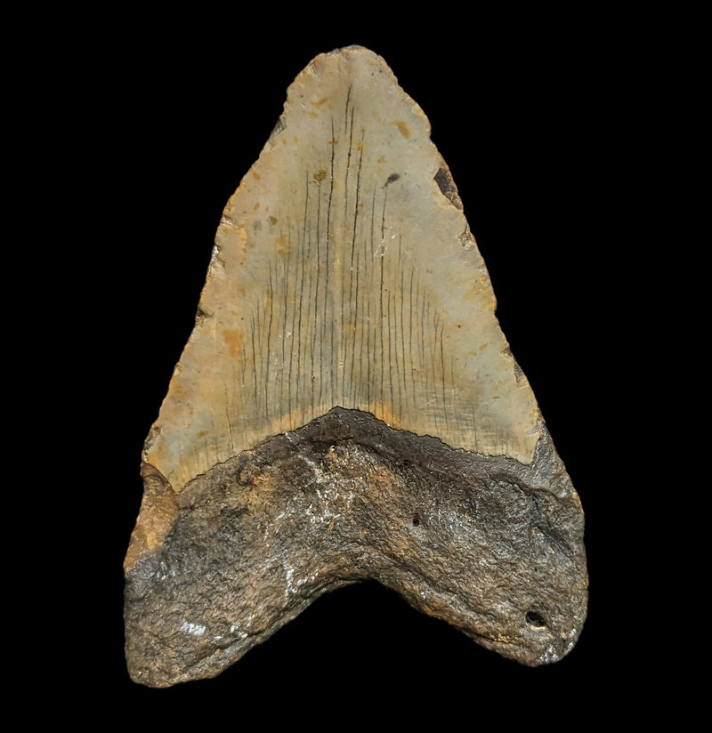 Megalodon Tooth with Coral Specimen 