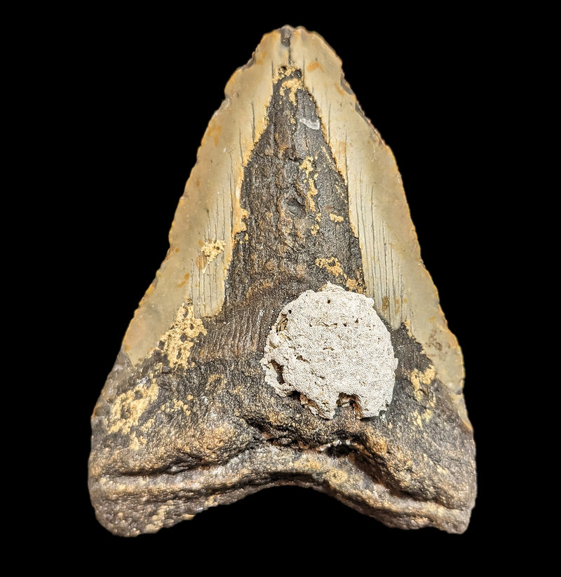 Megalodon Tooth with Coral Specimen 